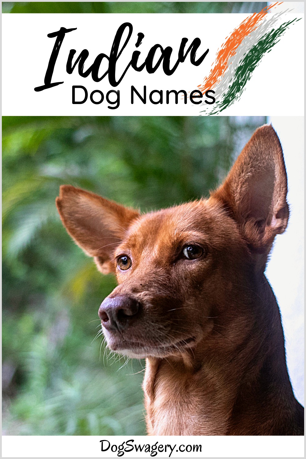 279-unique-indian-dog-names-cultural-inspiration-for-your-pet