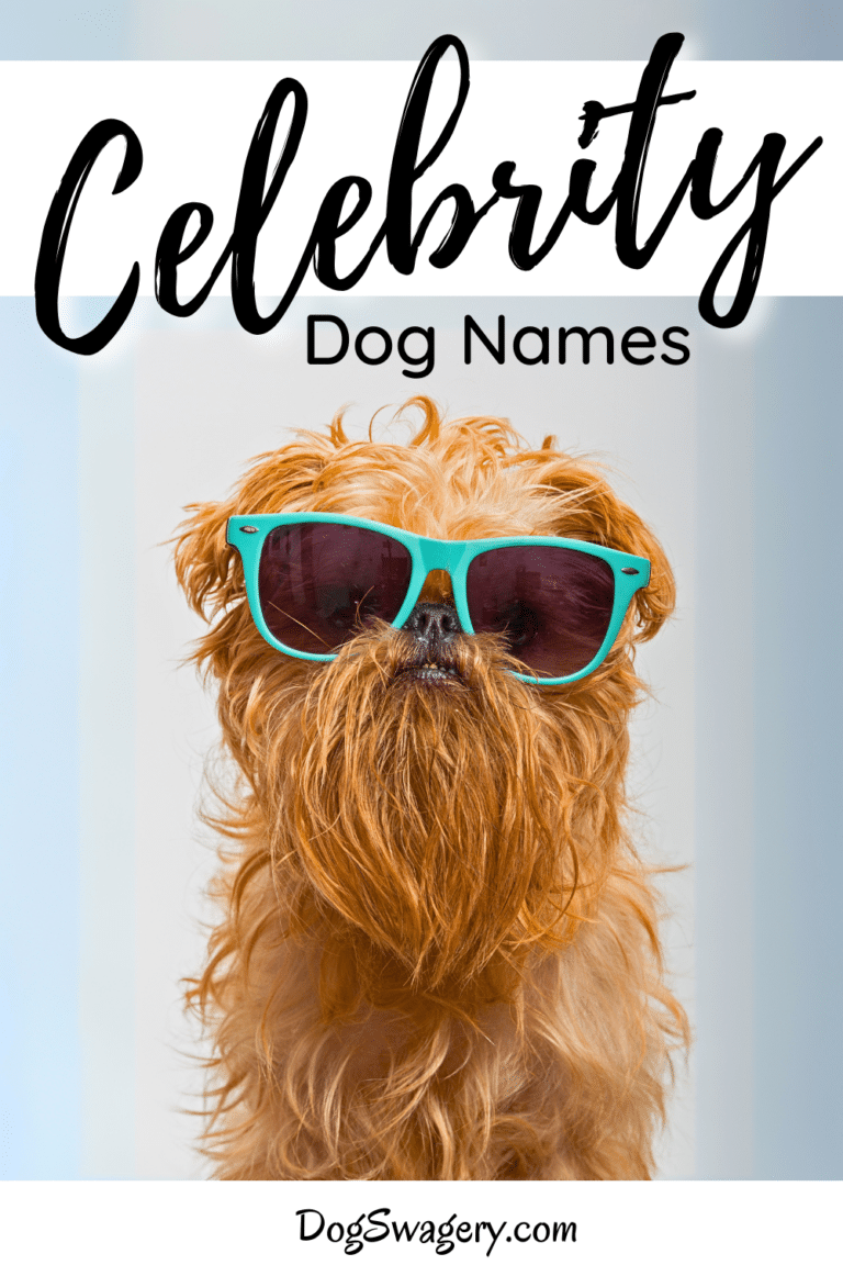Celebrity Dog Names A StarStudded List for Your Pet